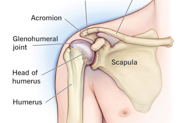 Shoulder anatomy