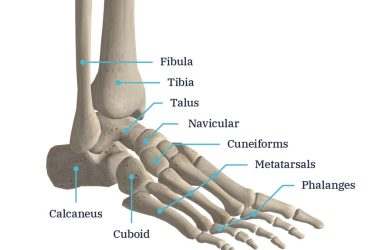 foot-anatomy-2